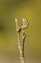 BUITEN BEELD Foto: 348050