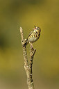 BUITEN BEELD Foto: 348051