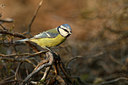 BUITEN BEELD Foto: 348054