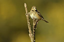 BUITEN BEELD Foto: 348059