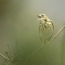 BUITEN BEELD Foto: 348061