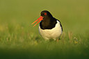 BUITEN BEELD Foto: 348220