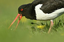 BUITEN BEELD Foto: 348222