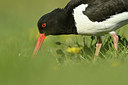 BUITEN BEELD Foto: 348223