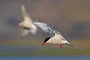 BUITEN BEELD Foto: 348308