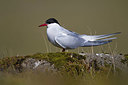 BUITEN BEELD Foto: 348312