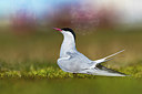 BUITEN BEELD Foto: 348313