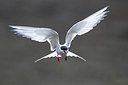 BUITEN BEELD Foto: 348315