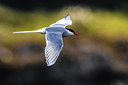 BUITEN BEELD Foto: 348328