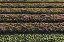 BUITEN BEELD Foto: 348349