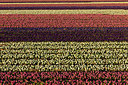BUITEN BEELD Foto: 348350