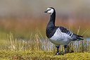 BUITEN BEELD Foto: 348352