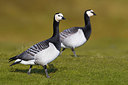BUITEN BEELD Foto: 348361