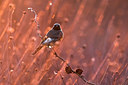 BUITEN BEELD Foto: 348400