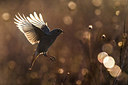 BUITEN BEELD Foto: 348406
