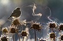 BUITEN BEELD Foto: 348412
