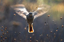 BUITEN BEELD Foto: 348431