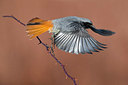BUITEN BEELD Foto: 348436
