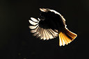 BUITEN BEELD Foto: 348442