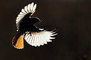 BUITEN BEELD Foto: 348449