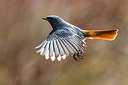 BUITEN BEELD Foto: 348453