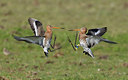 BUITEN BEELD Foto: 348462
