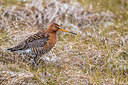 BUITEN BEELD Foto: 348523