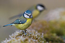 BUITEN BEELD Foto: 348535