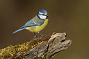 BUITEN BEELD Foto: 348536