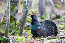 BUITEN BEELD Foto: 348554