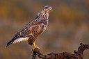 BUITEN BEELD Foto: 348568