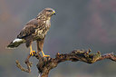 BUITEN BEELD Foto: 348570