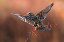 BUITEN BEELD Foto: 348633