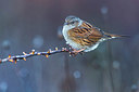 BUITEN BEELD Foto: 348648