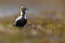 BUITEN BEELD Foto: 348676