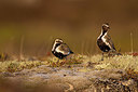 BUITEN BEELD Foto: 348677