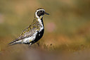BUITEN BEELD Foto: 348678