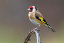 BUITEN BEELD Foto: 348691
