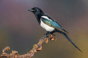 BUITEN BEELD Foto: 348701
