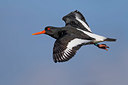 BUITEN BEELD Foto: 348705