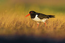 BUITEN BEELD Foto: 348727
