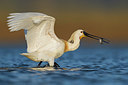 BUITEN BEELD Foto: 348743