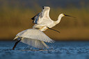 BUITEN BEELD Foto: 348745