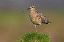 BUITEN BEELD Foto: 348750