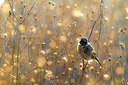 BUITEN BEELD Foto: 348777