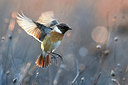 BUITEN BEELD Foto: 348780
