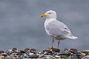 BUITEN BEELD Foto: 348837