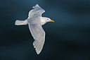 BUITEN BEELD Foto: 348842