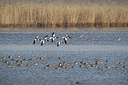 BUITEN BEELD Foto: 348889