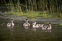 BUITEN BEELD Foto: 348891